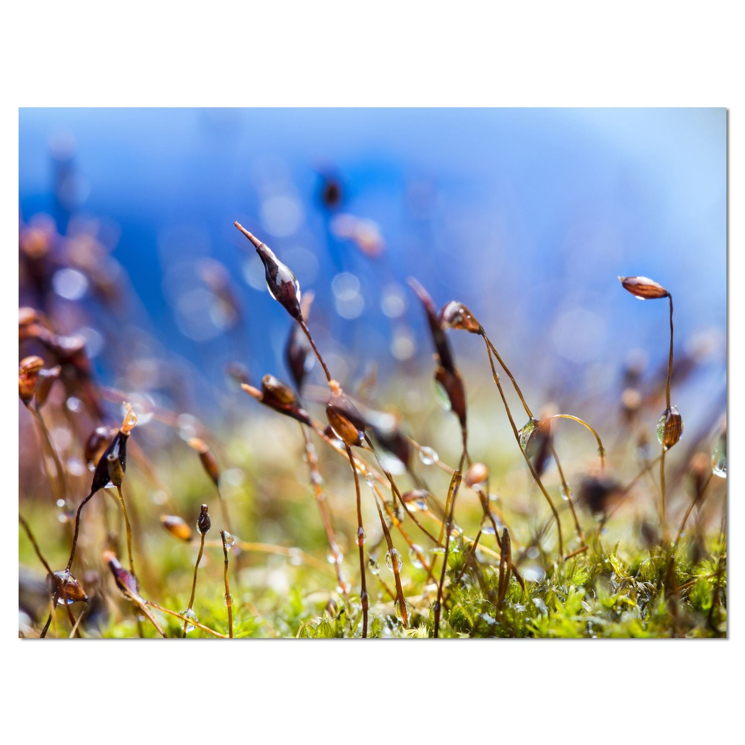 Design Art Summer Spring Moss Flowers Canvas Print