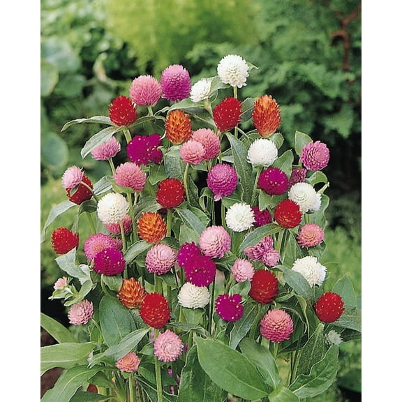 50 GLOBE AMARANTH MIX Gomphrena Globosa Mixed Colors Amaranthus Flower Seeds