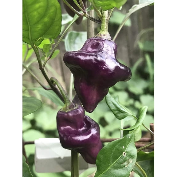 Sherwood's Premium 10 Pepper Plant Seeds, Rare
