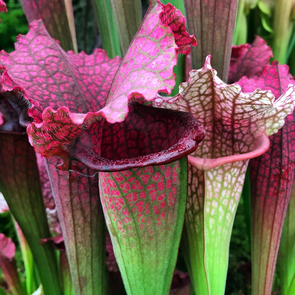 Juthatip Soper Pitcher Plant Sarracenia Carnivorous