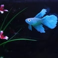 thumbnail image 4 of Genérico Artificial silicona suave efecto nte Betta acuario pecera decoración Salvador  Betta de silicona artificial, 4 of 10