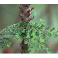 thumbnail image 3 of Seiju Dwarf Chinese Elm - Ulmus parvifolia - 2.5" Pot - Fairy Garden/Bonsai, 3 of 4