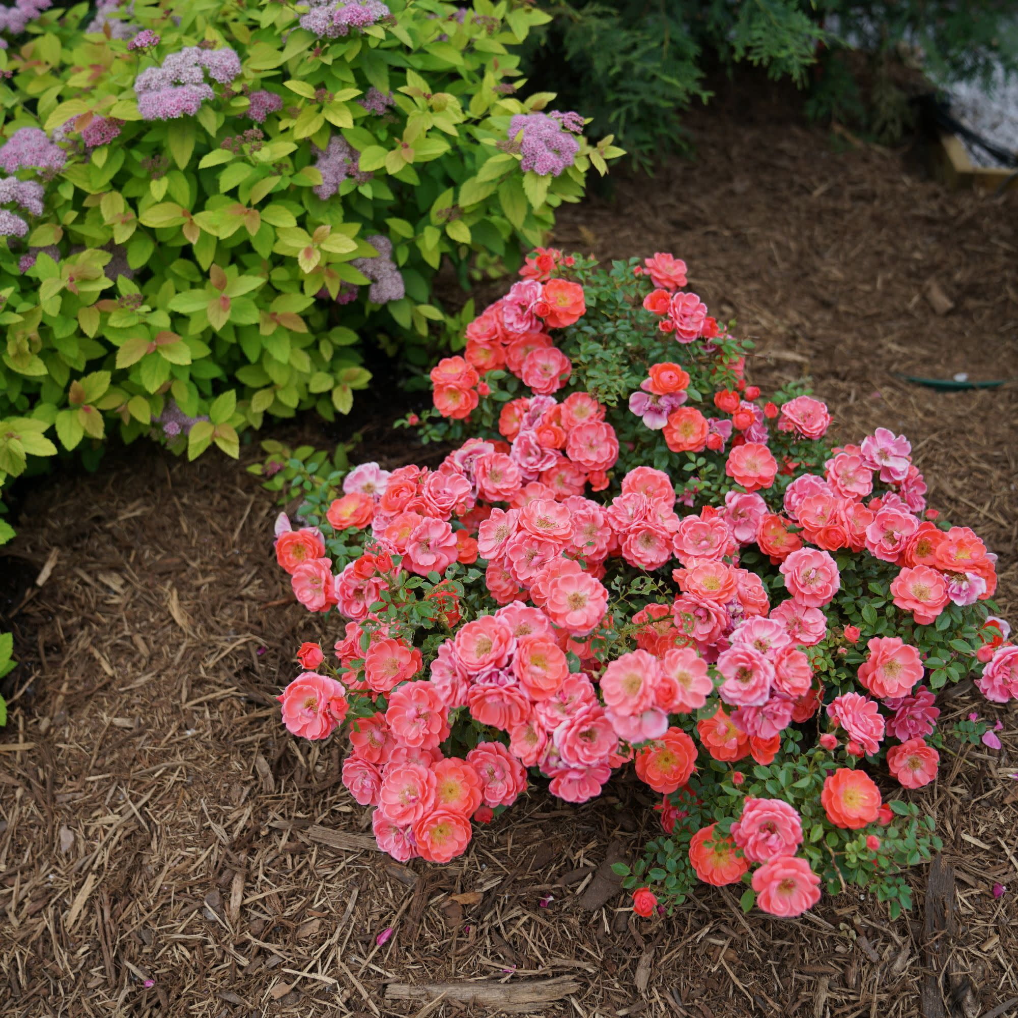 Proven Winners ColorChoice 5" Pink Oso Easy Mango Salsa Rose Live Plant in 4.5" Pot (4 Count)