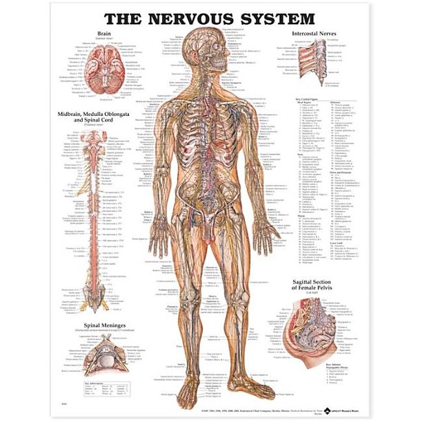 The Nervous System Anatomical Chart (Paperback) - Walmart.com - Walmart.com