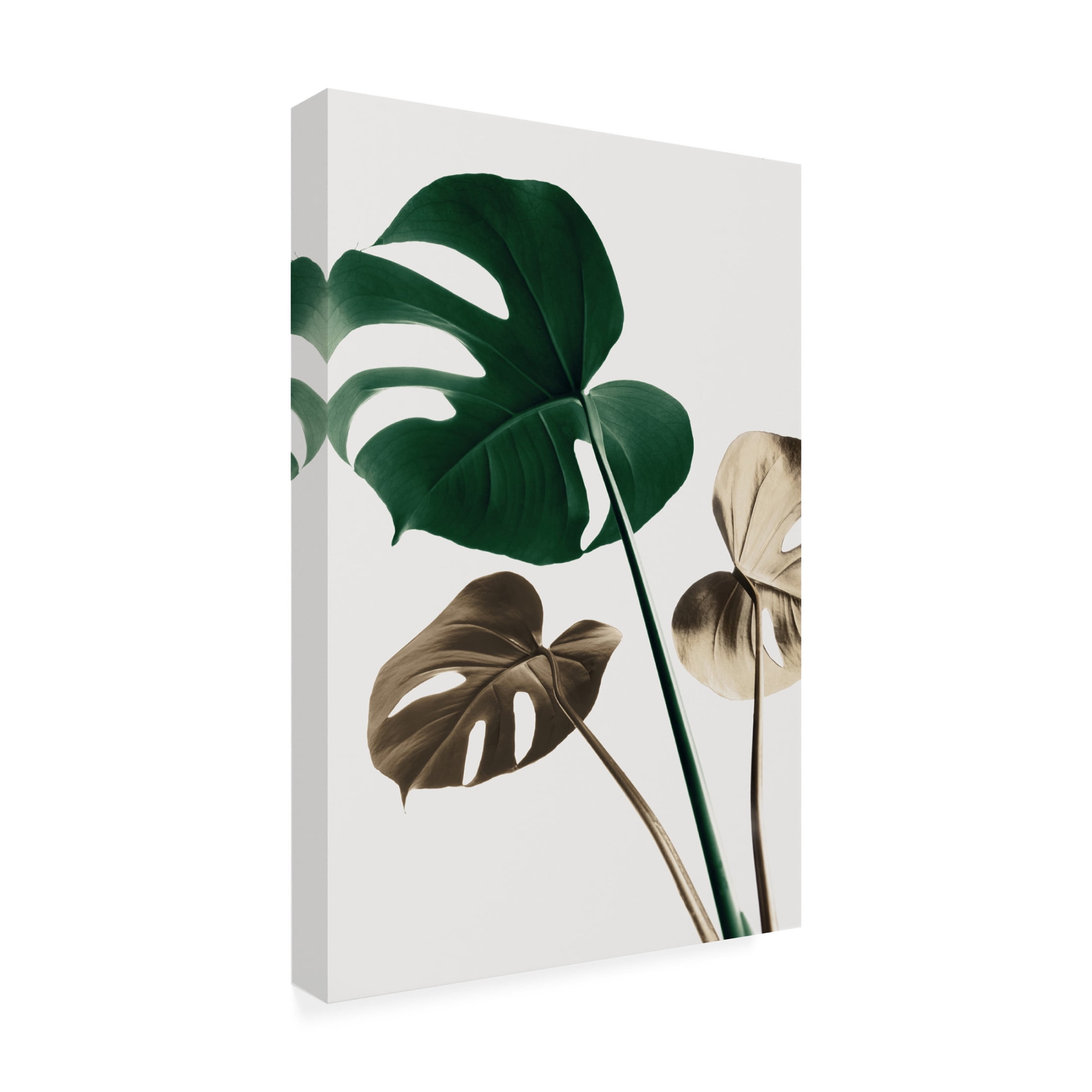 Trademark Fine Art Pictufy Studio Monstera Mix 04 Canvas Wall Art