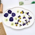 thumbnail image 2 of QZS Natural Dried Pressed Edible Flowers,Set of 48 Durable Cake Topper Decorating,Portable Dried Mix Viola Tricolor for Cupcake Toppers,Cocktails, 2 of 6
