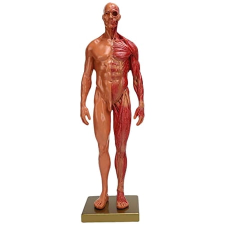 Miniature Muscular System Model, 11.8 ” Human Muscles Anatomy Model Displaying Anatomical Model, High Quality Resin, Show Surface Muscles and Body Structure, Fitness enthusiast