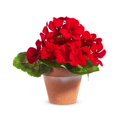 thumbnail image 2 of RAZ Imports 7.5" Red Geranium Small Potted Flower, 2 of 6