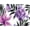 Purple Tropical Floral, variant on Roaman's Women's Plus Size Ultimate Cotton Crewneck Short Sleeve Swing Tee