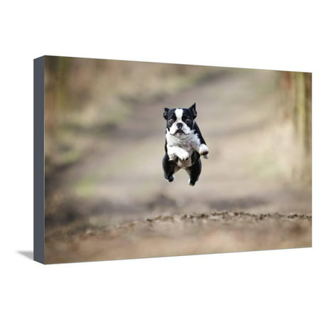 Beautiful Fun Young Boston Terrier Dog Trick Puppy Flying Jump and Running Crazy Stretched Canvas Print Wall Art By Best dog (Best Food For Boston Terrier Puppy)