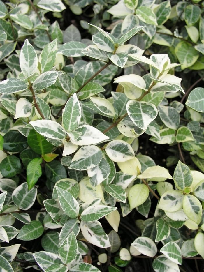 Variegated Jasmine Minima I 1 Large Gallon Size Plant I Trachelospermum Asiaticum  Live Unique Two-Tone Foliage for Eye-Catching Landscapes, Low-Growing Ground Cover