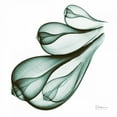 thumbnail image 2 of Koetsier, Albert 20x20 Black Ornate Wood Framed with Double Matting Museum Art Print Titled - Sea Shells in Green, 2 of 4