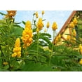 35 CANDLE BUSH Cassia Alata Senna Emperor's Candletree Empress