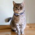 thumbnail image 7 of Ljia 5 Pack Breakaway Cat Collars, 8-11" Adjustable Small Cat Collar, Cat Collar with Bells, Safety Nylon Cat Collars, Reflective Cat Collars for Girl Boy Cats A605, 7 of 7