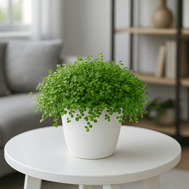 Baby Tears Plant in 2-Inch Pot – Lush, Delicate Groundcover for Indoors or Terrariums