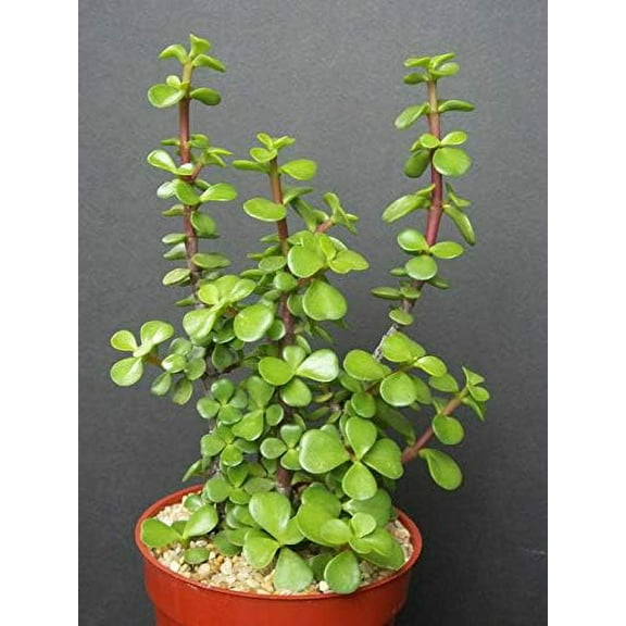 Zya Felix 4" Elephant Bush Mini Jade Live Plant