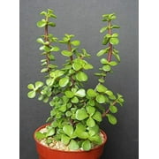 Portucalaria Affra Green Rare Elephant Bush Mini Jade Tree Bonsai jocad (4" Plant)
