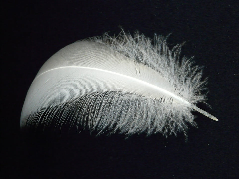 Arrives by Thu, Jan 27 Buy Spring Slightly Airy Swan Feather Fly
