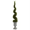 thumbnail image 1 of Mohlenbechia Spiral Tree with Decorative Urn, 1 of 1