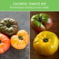 thumbnail image 6 of Colorful Tomato 5 Pack - Black, White, Green, Red & Yellow, Purple - Full Sun Annual Vegetables, 6 of 9