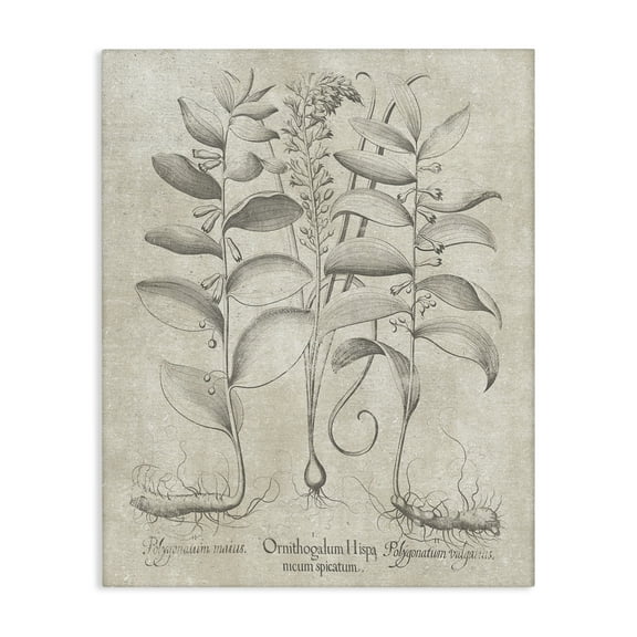 Stupell Industries Vintage Botanical Herb Botanical & Floral Painting Gallery Wrapped Canvas Art Print Wall Art, 16 x 20