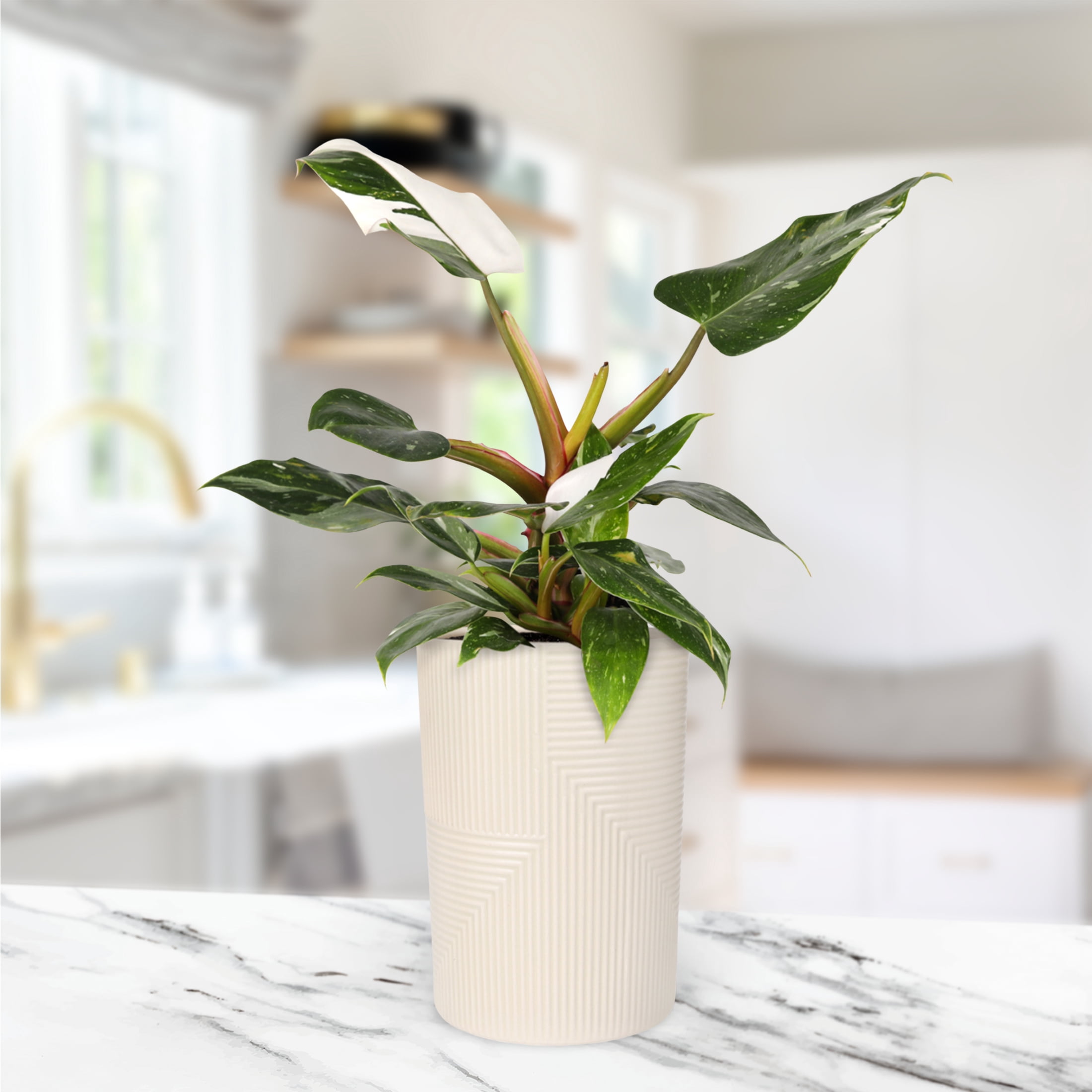 Wild Interiors Philodendron White Princess in Chic Beige Pot – 5in Collector’s Plant