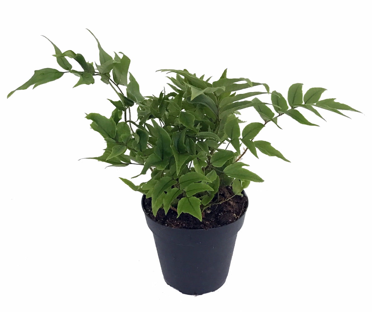 Hardy Dwarf Japanese Holly Fern-Cyrtomium fortunei ...