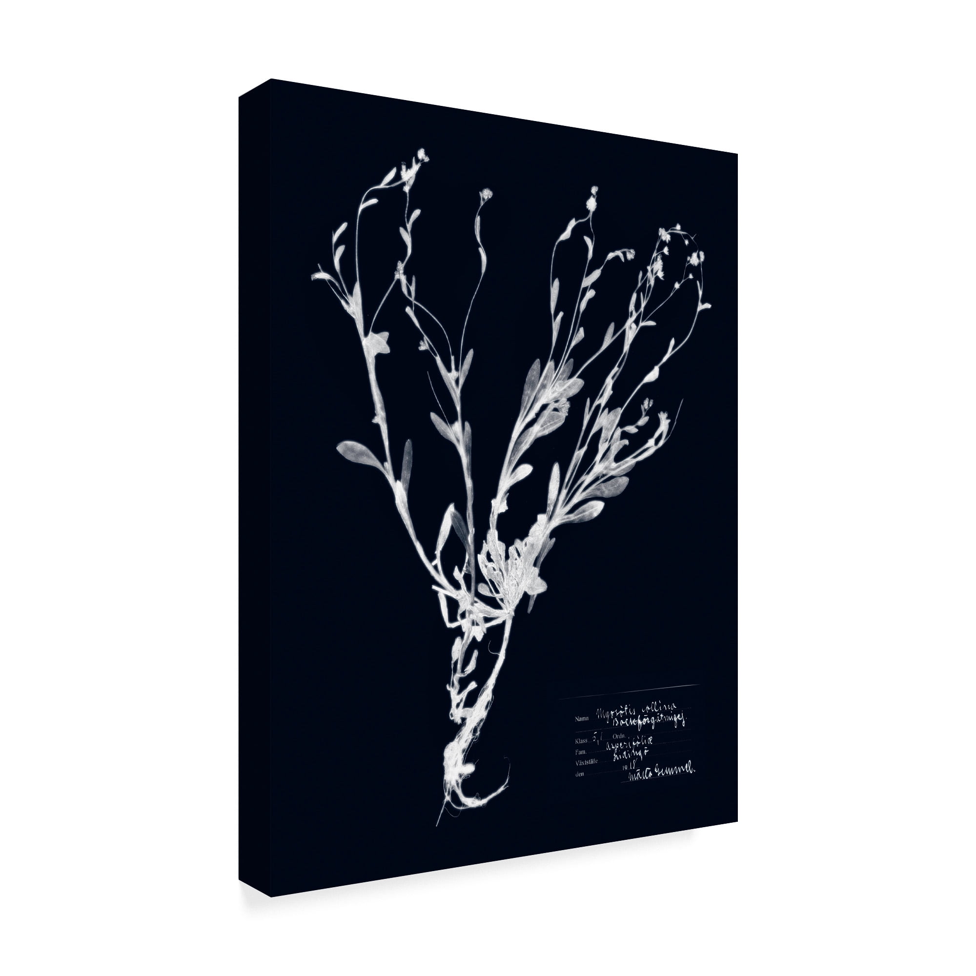 Trademark Fine Art 'Impressions on Indigo II' Canvas Art by Vision Studio