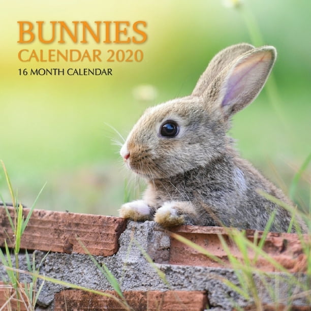 Bunnies Calendar 2020 16 Month Calendar (Paperback)