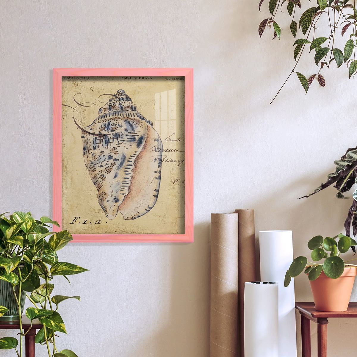 Seashell Ephemera I - Framed Print w/glass - Sunset Pink