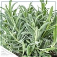 thumbnail image 2 of Live Aromatic and Edible Herb - Lavender (4 Per Pack), Natural Sleep Enhancer, 6" Tall by 4" Wide in 1 Pint Pot, 2 of 5