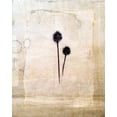 thumbnail image 2 of Blixt, Ingrid 15x18 White Modern Wood Framed Museum Art Print Titled - Herbarium IV, 2 of 4