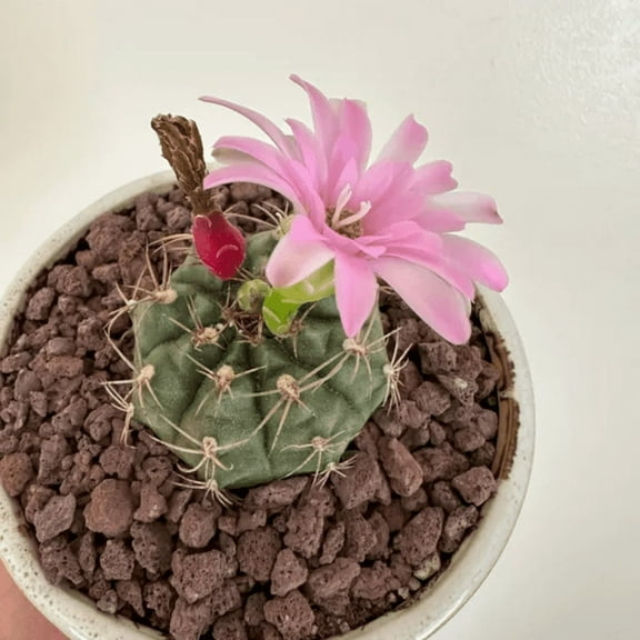 Gymnocalycium Rotundulum Cactus, Pink Cactus, Rare Cactus, Live Plant in 3.5" pot