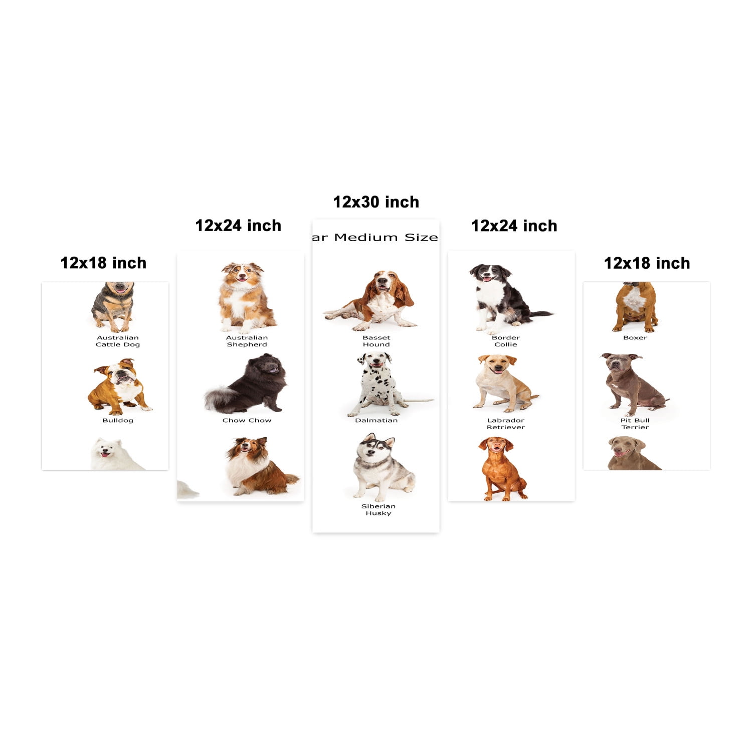 Do Dogs Have Different Accents