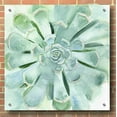 thumbnail image 3 of Epic Art 'Verdant Succulent IV' by Victoria Borges, Acrylic Glass Wall Art, 36"x36", 3 of 7