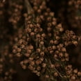 thumbnail image 2 of Vickerman 18-20" Brown Heather - 4-5 oz Bundle, Preserved, 2 of 5