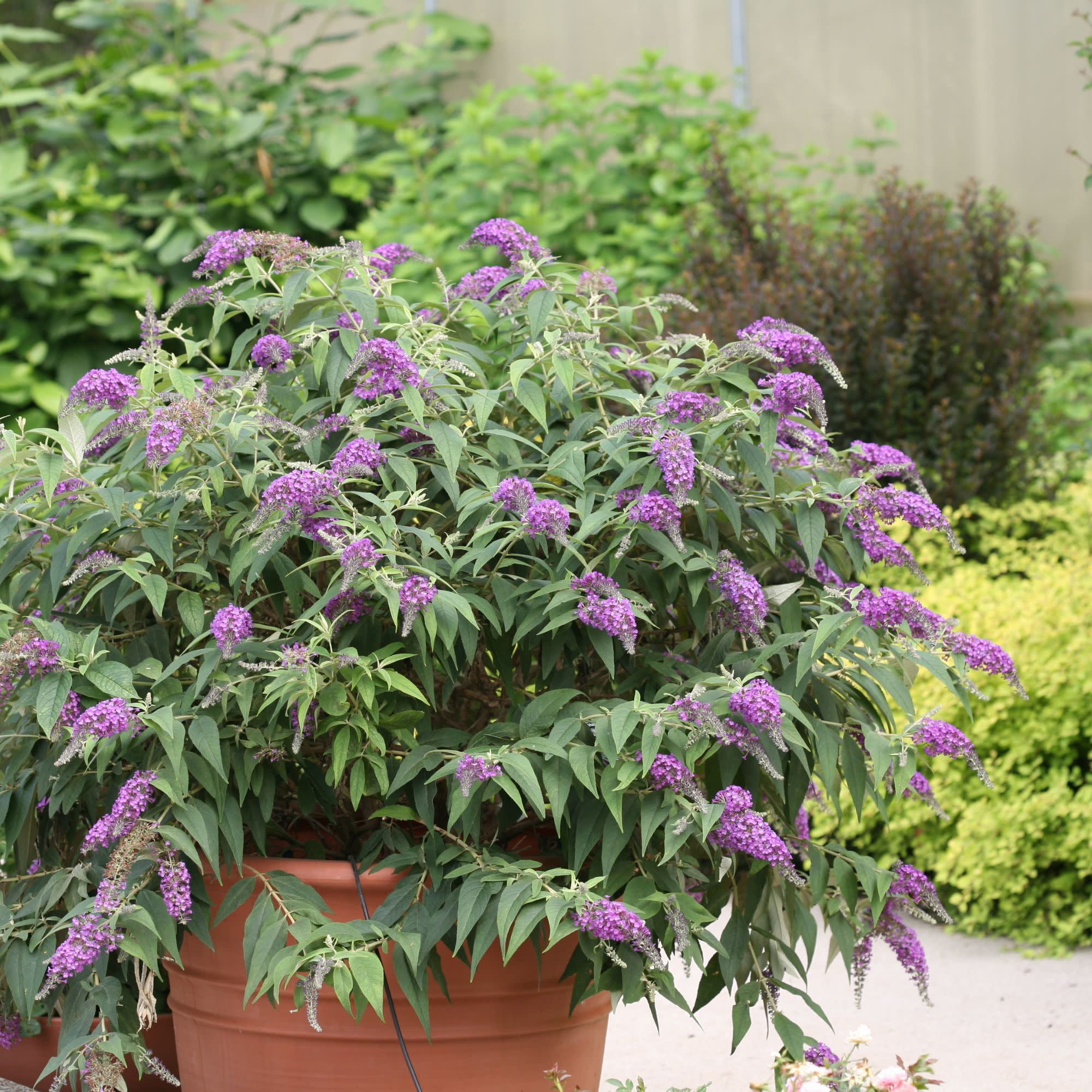 Proven Winners ColorChoice 5" Lo & Behold 'Purple Haze' Butterfly Bush Live Plant in 4.5" Pot (4 Count)