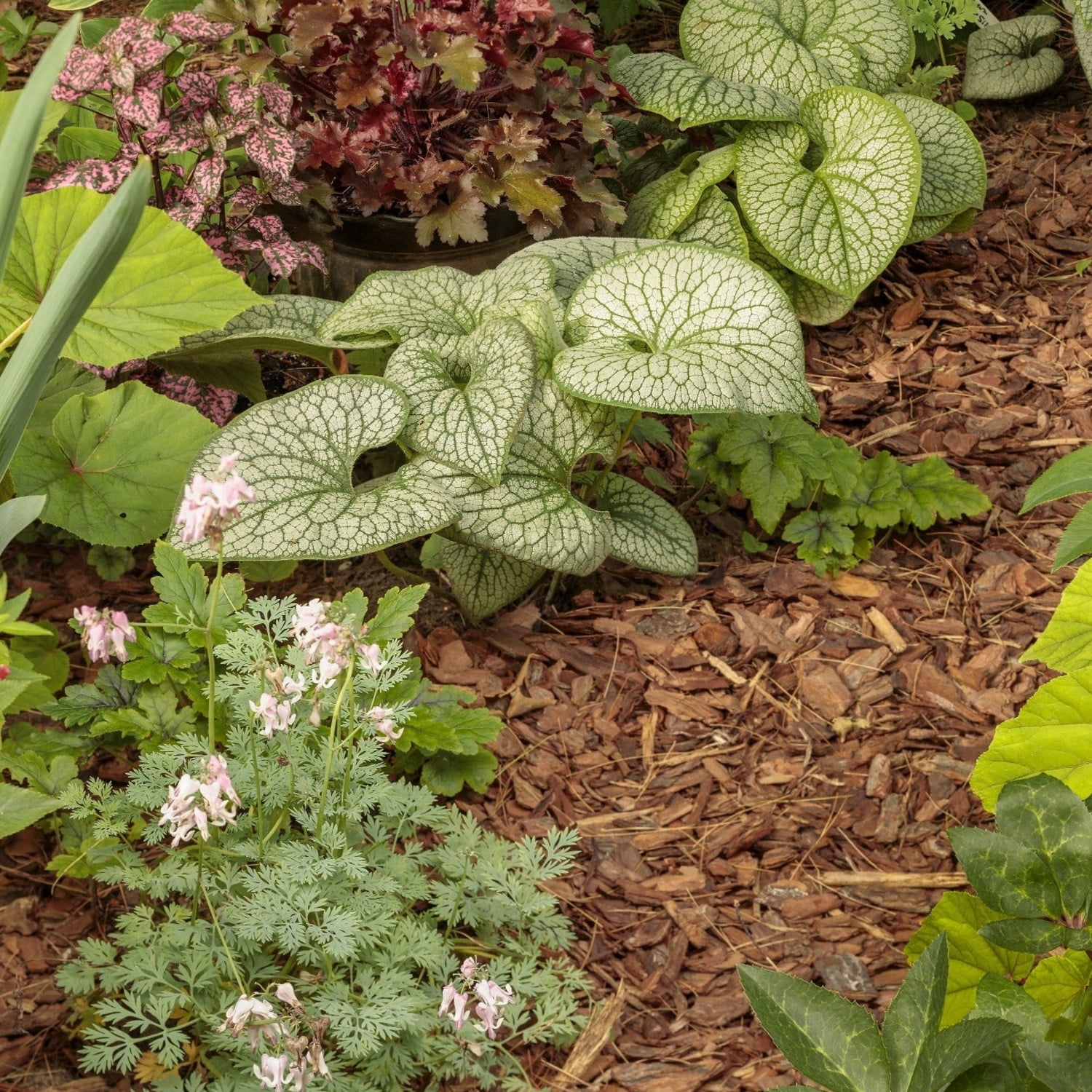 Proven Winners 5" 'Queen of Hearts' Heartleaf Brunnera Live Plant in 4.5" Pot (4 Count)