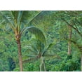 thumbnail image 2 of Eggers, Terry 18x15 Black Ornate Wood Framed with Double Matting Museum Art Print Titled - Indonesia-Bali-Ubud-Bali rainforest, 2 of 4