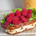 thumbnail image 3 of 2 Raspberry Plants Live For Planting, Raspberry Bush Live Plants, Size 5-8 Inch Tall, Sweet Raspberry Trees, Well-Rooted (Red Raspberry), 3 of 6