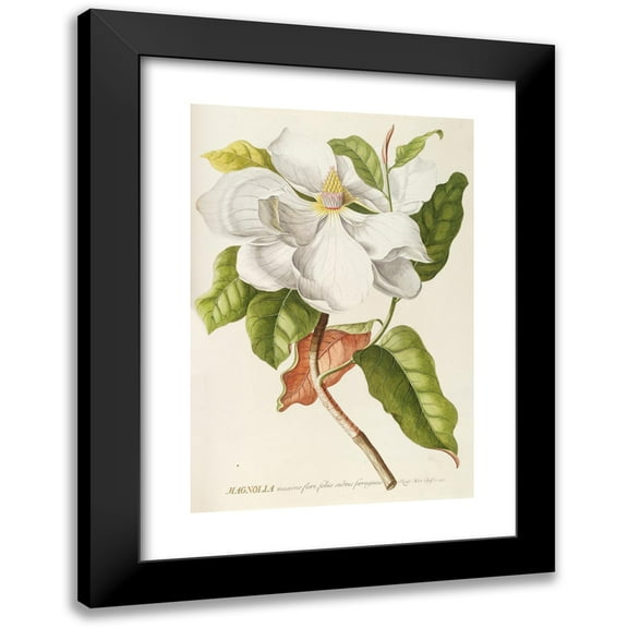 Georg Dionysius Ehret 11x14 Black Modern Framed Museum Art Print Titled - Magnolia 2 (1750-1773)