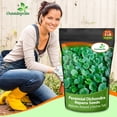 thumbnail image 5 of Dichondra Seed - Dichondra Repens Ground Cover Seeds - 5 LBS, 5 of 5
