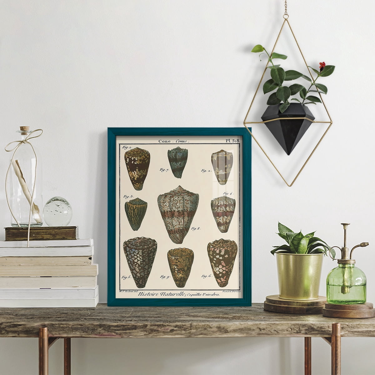 Cone Shell pl. 318 -Framed Print w/glass-Ocean Blue