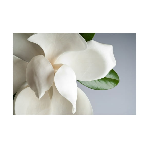 Trademark Fine Art PhotoINC Studio Magnolia White And Gray Canvas Wall Art - 22x32