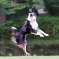 thumbnail image 2 of Squeaky Tennis Ball Dog Toys, Interactive Dog Ball for Small and Medium Dogs Training, 2.36” Colorful and High Bounce Rubber Toy（3 Pack）, 2 of 5