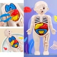 thumbnail image 4 of Esquirla Detachable 3D Human Body Torso Model Early Learning Toy for Demonstration Adults, 4 of 8