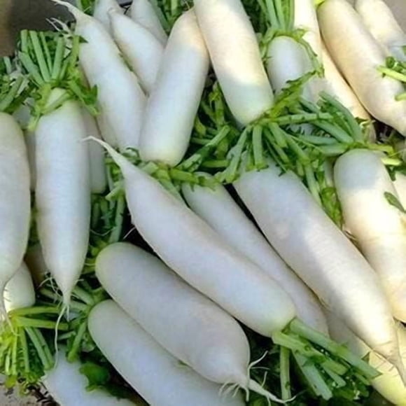 HIGHGW Daikon Minowase Radis 500 Graines-Biologiques, Patrimoniales et non-OGM Canada Graines de Légumes pour la Plantation à la Maison et à l'Extérieur-Three Mo Garden