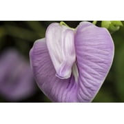 Tropical Seeds - Pink Butterfly Pea -10 Flower Seeds - Centrosema pubescens -Serendipity Seeds