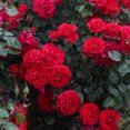 thumbnail image 2 of Heirloom Roses Red Rose Bush - The Prince's Trust English Legend , Live Rose Plant, 2 of 2