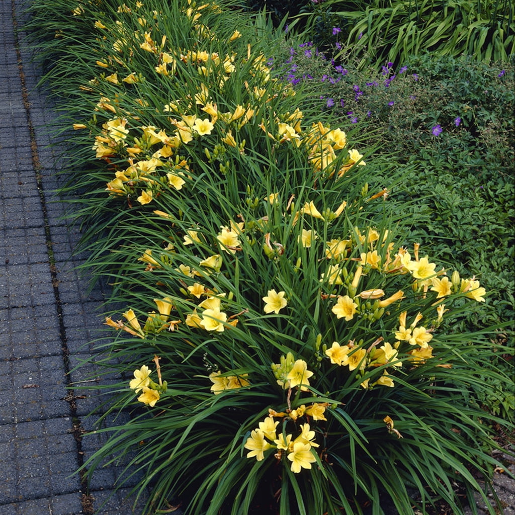 Van Zyverden Daylilies Re Blooming Stella De' Oro, 1 Plant Root, Yellow, Partial Sun, Perennial, Fragrant